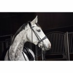 CATAGO rolled double bridle